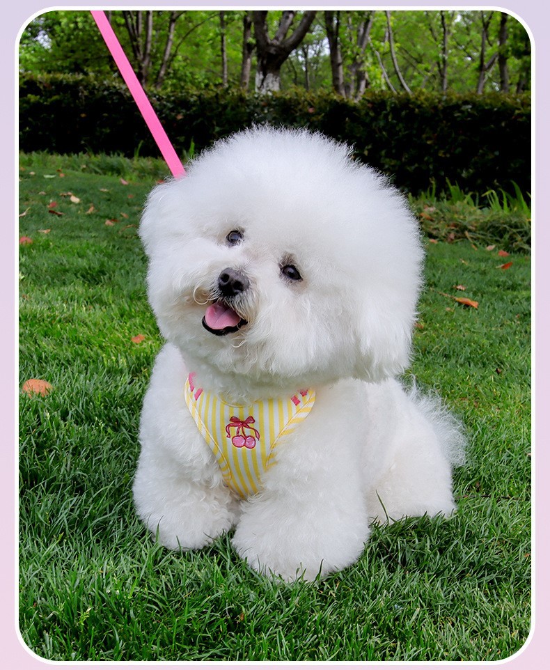 pet harness 11 pet harness 11